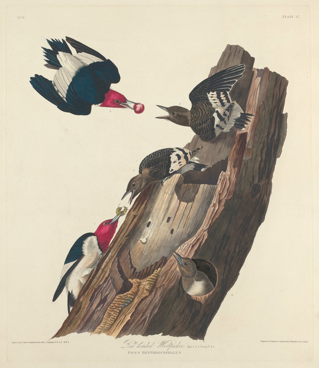 Picchio rosso da Robert Havell after John James Audubon