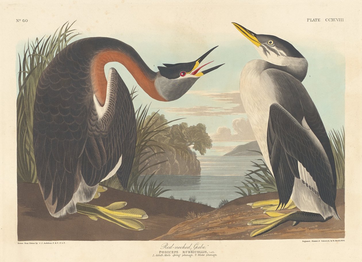 Svasso dal collo rosso da Robert Havell after John James Audubon
