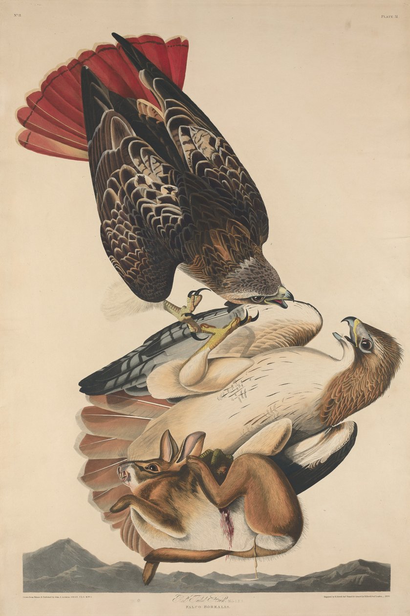 Falco dalla Coda Rossa da Robert Havell after John James Audubon