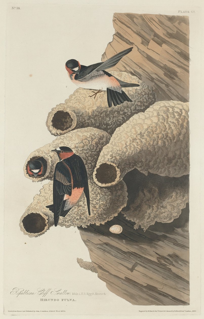 Rondine repubblicana da Robert Havell after John James Audubon