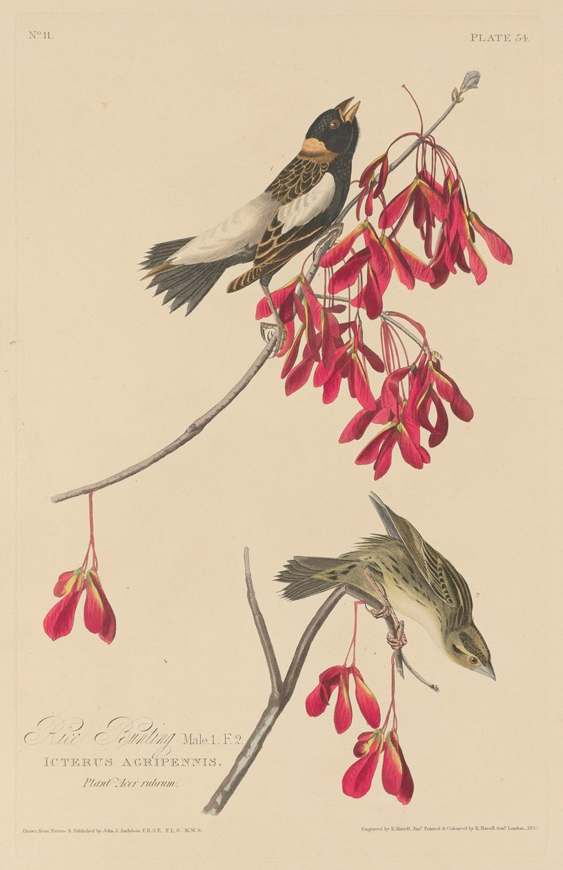 Zigolo dei risi da Robert Havell after John James Audubon