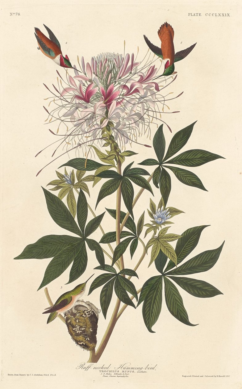 Colibrì dal collo ruvido da Robert Havell after John James Audubon