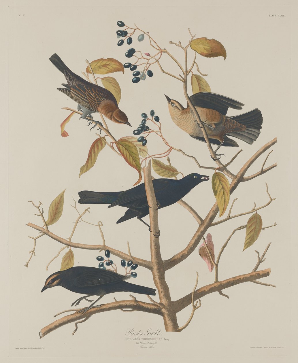 Grakle arrugginito da Robert Havell after John James Audubon