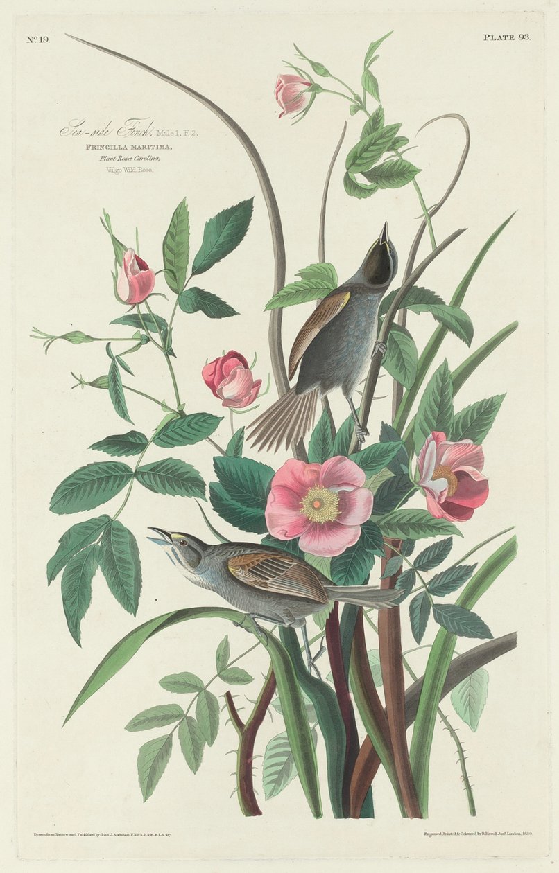 Fringuello marino da Robert Havell after John James Audubon