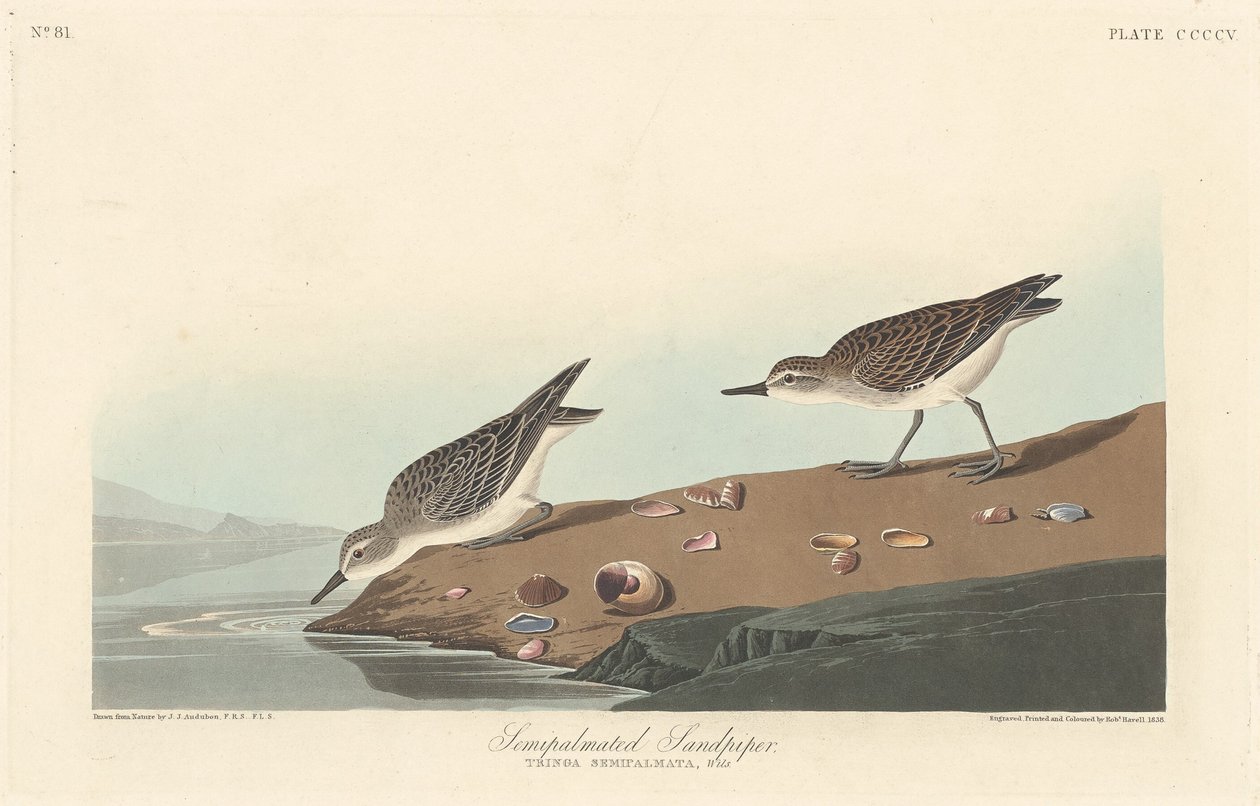Piro-palmato da Robert Havell after John James Audubon