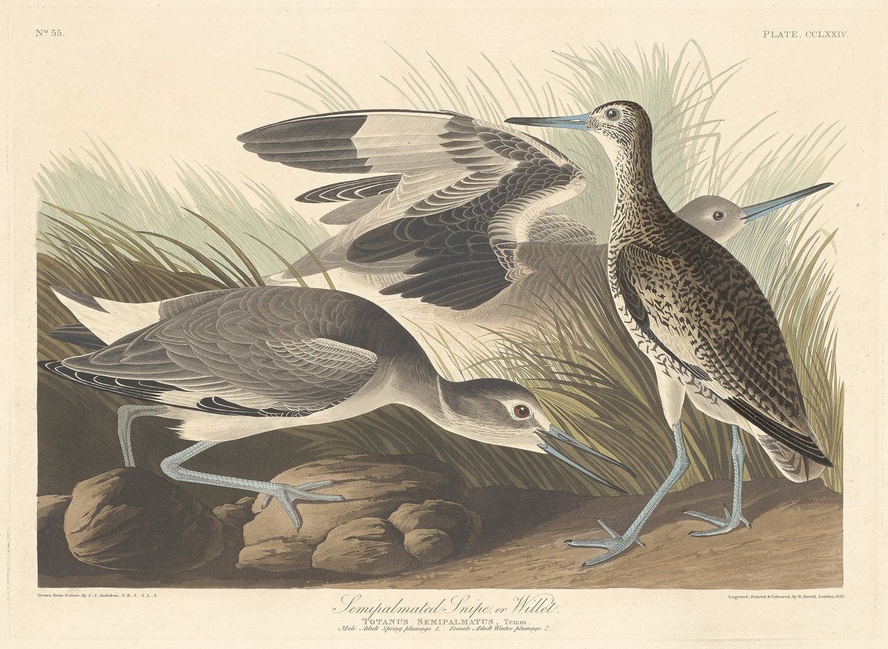 Piro-palmato Snipe o Willet da Robert Havell after John James Audubon