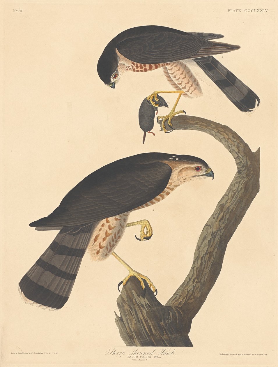 Sparviero da Robert Havell after John James Audubon