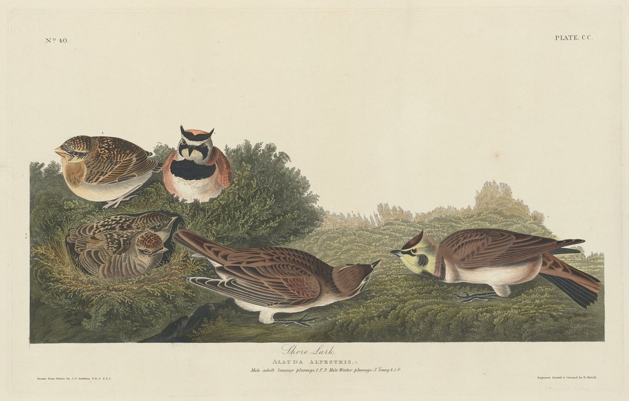 Allodola di riva da Robert Havell after John James Audubon