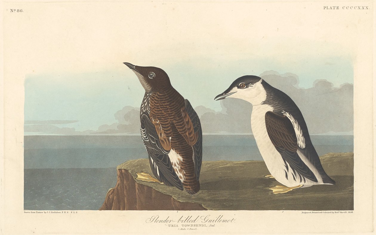 Gabbiano dal Becco Sottile da Robert Havell after John James Audubon