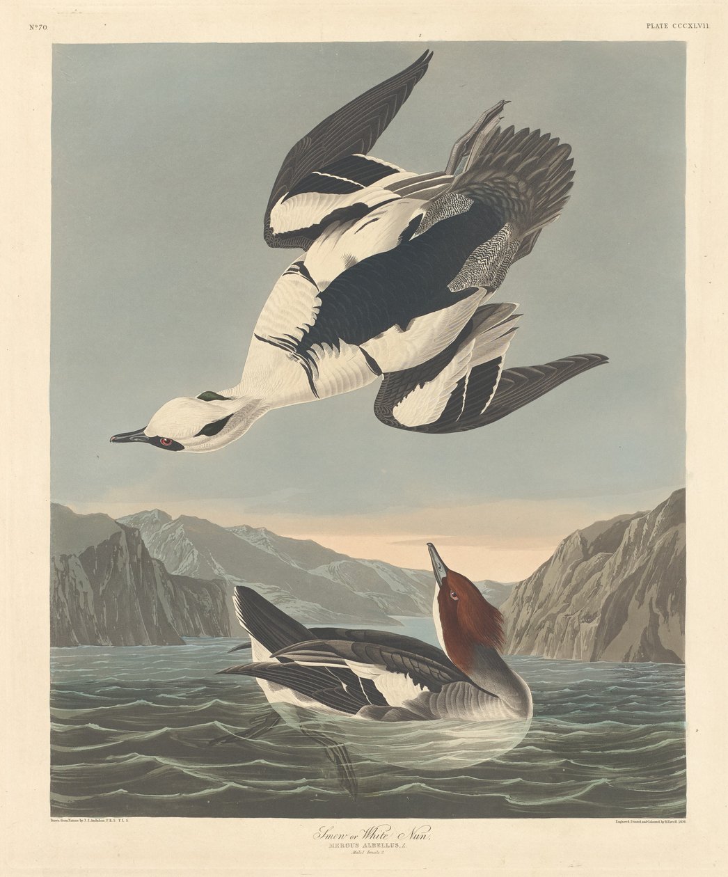 Smergo o Suora Bianca da Robert Havell after John James Audubon