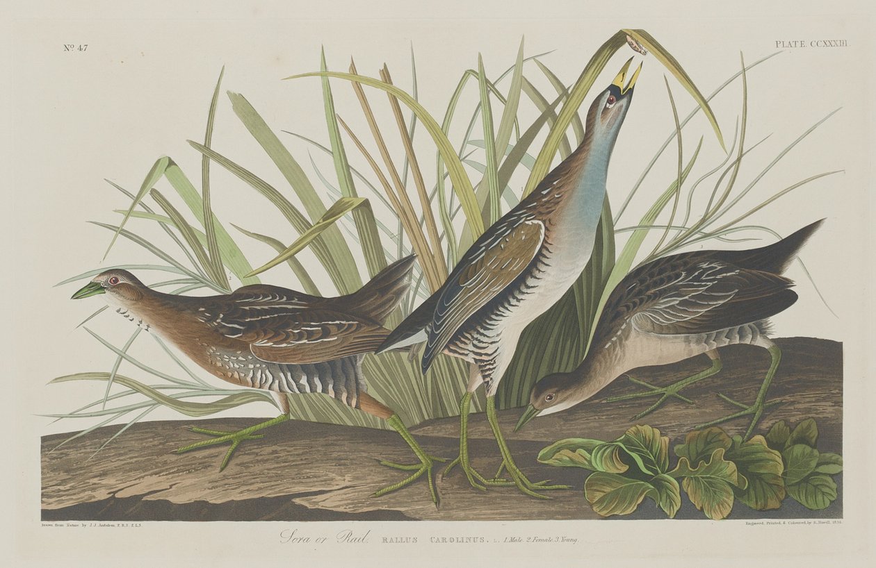 Sora o Rallo da Robert Havell after John James Audubon