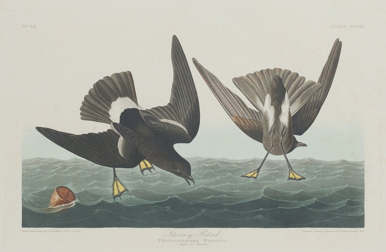 Petrello tempestoso da Robert Havell after John James Audubon