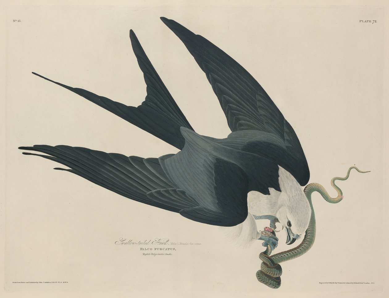 Falco codasciolta da Robert Havell after John James Audubon
