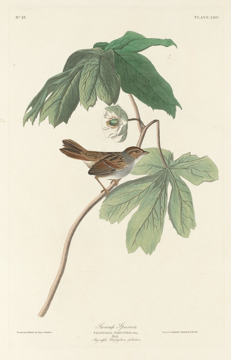 Passero di palude da Robert Havell after John James Audubon