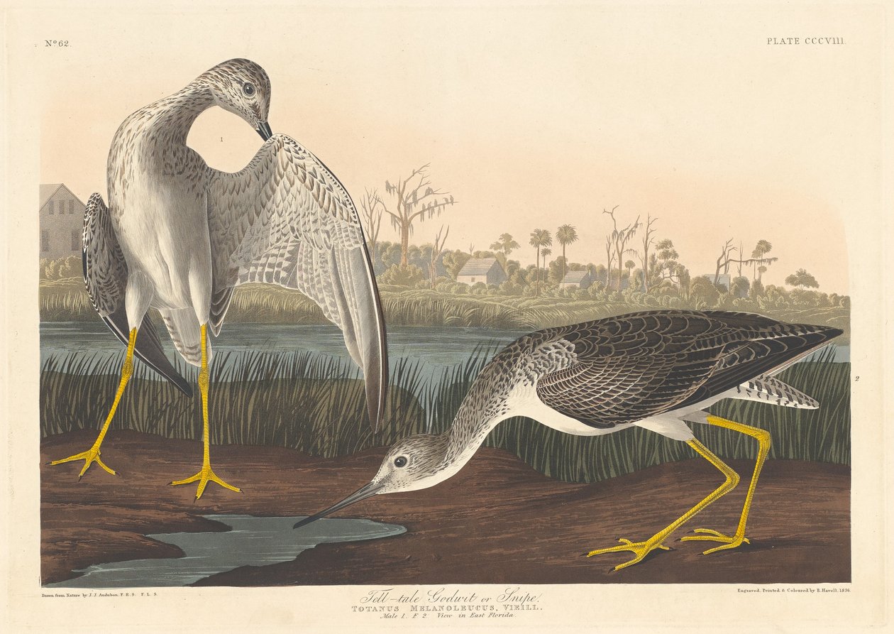 Godwit rivelatore da Robert Havell after John James Audubon