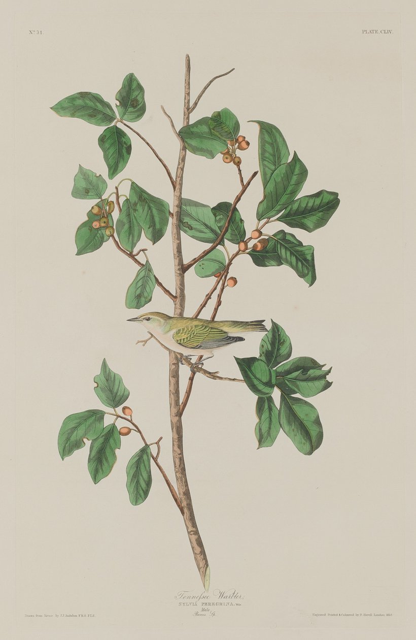 Parula del Tennessee da Robert Havell after John James Audubon