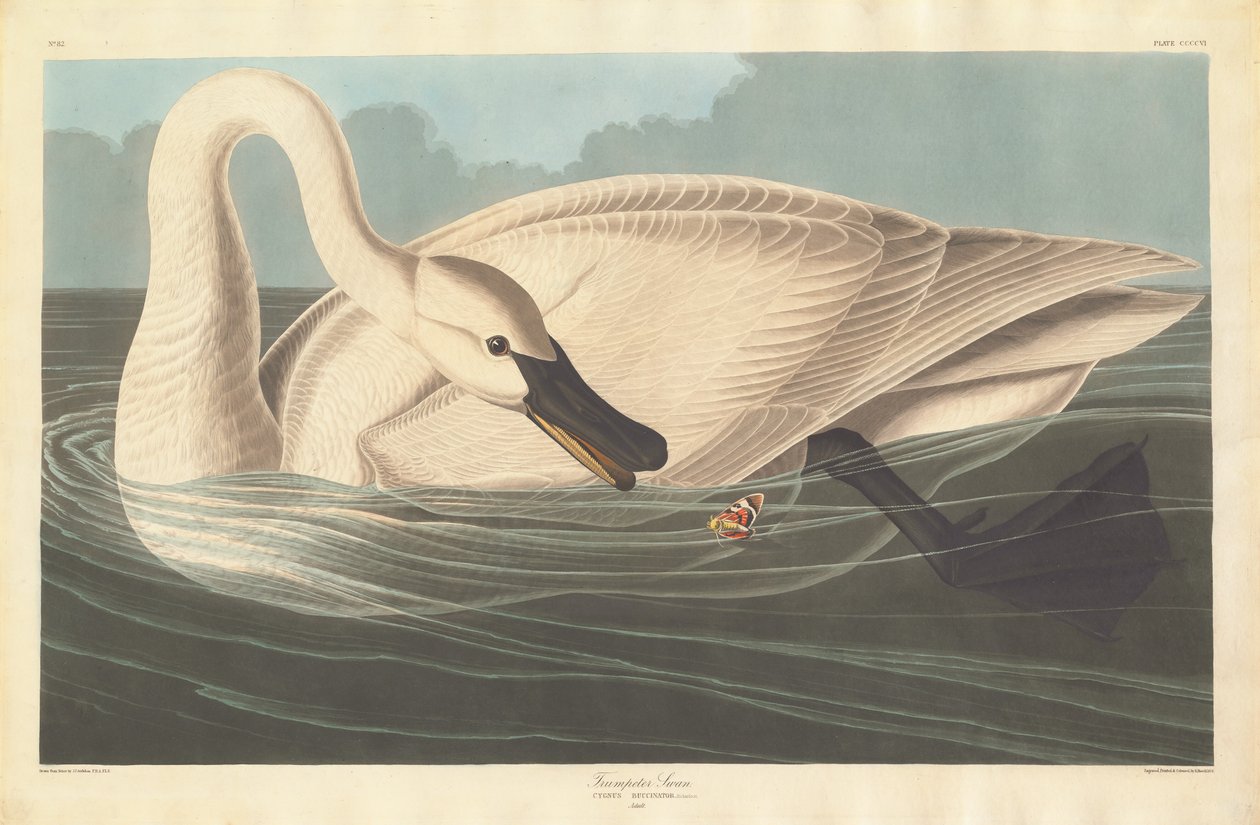 Cigno trombettiere da Robert Havell after John James Audubon