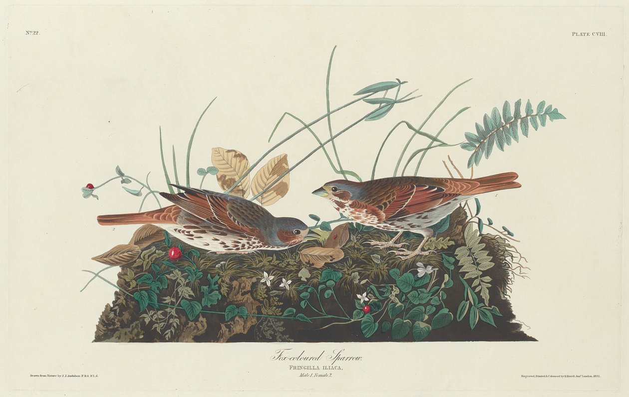 Passero bicolore da Robert Havell after John James Audubon