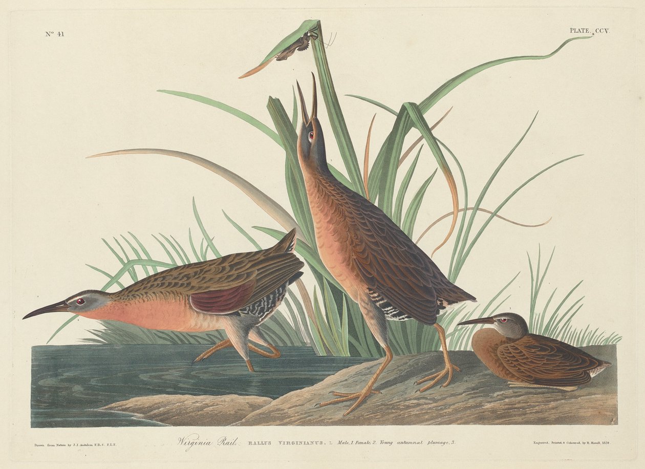 Rallo della Virginia da Robert Havell after John James Audubon