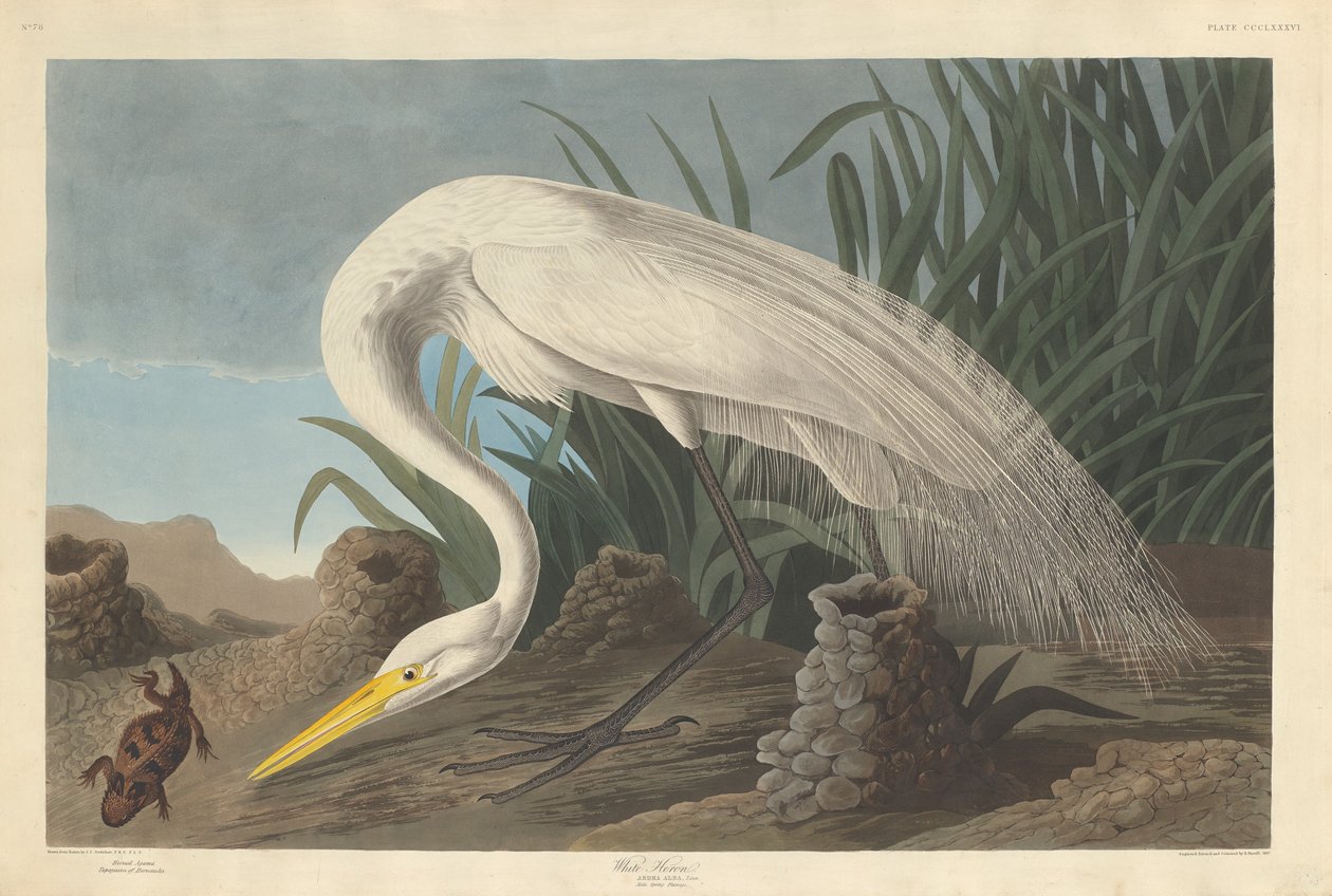 Airone bianco da Robert Havell after John James Audubon