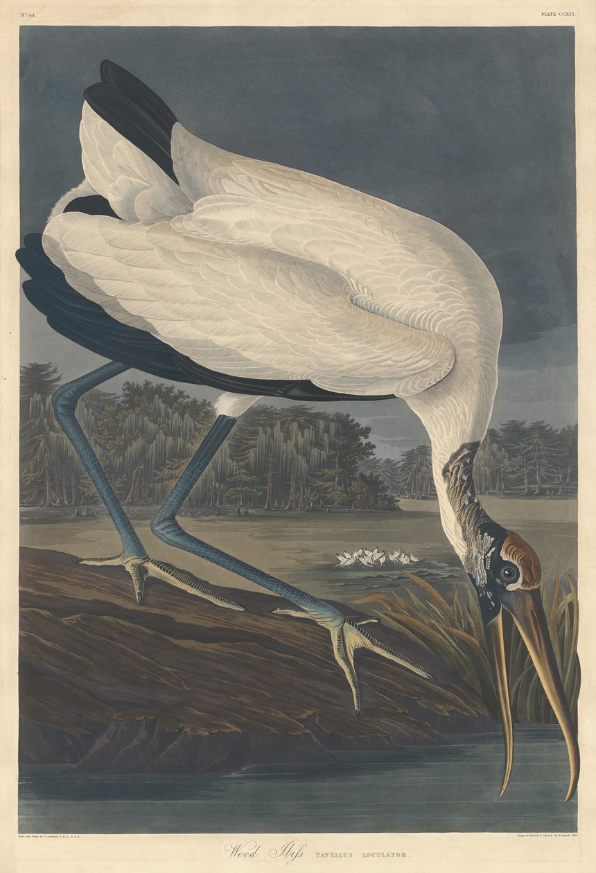 Ibis del Bosco da Robert Havell after John James Audubon