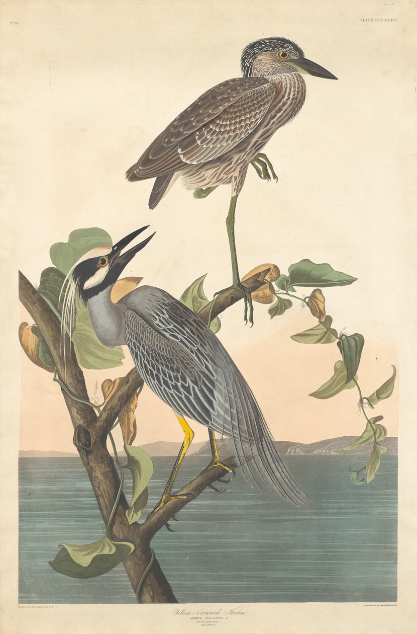 Airone incoronato giallo da Robert Havell after John James Audubon