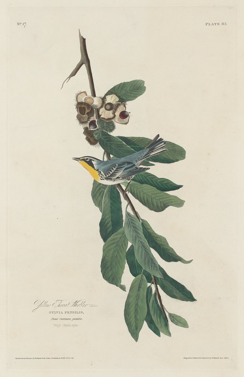Parula Gola Gialla da Robert Havell after John James Audubon