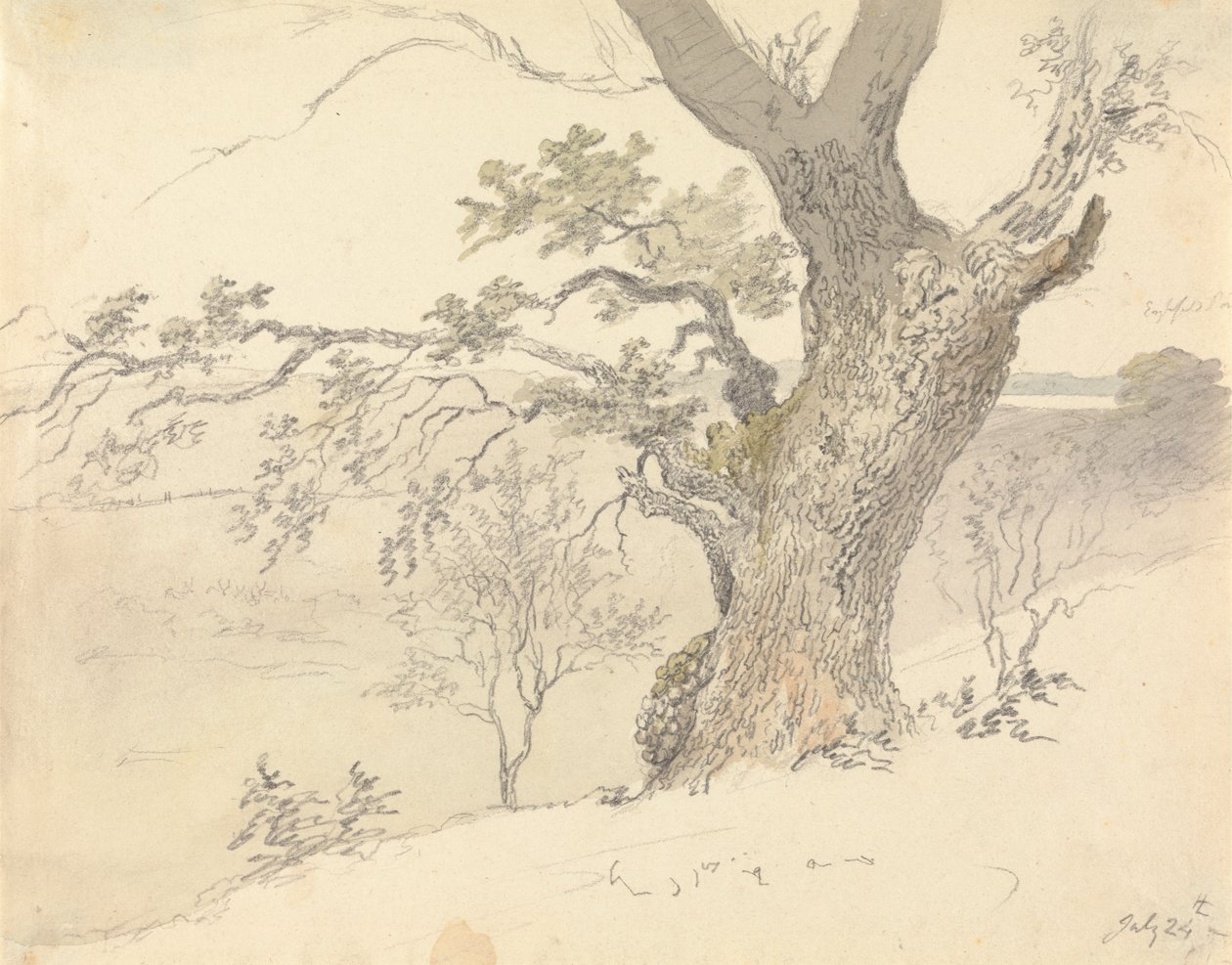 Una quercia nel Parco di Englefield da Robert Hills