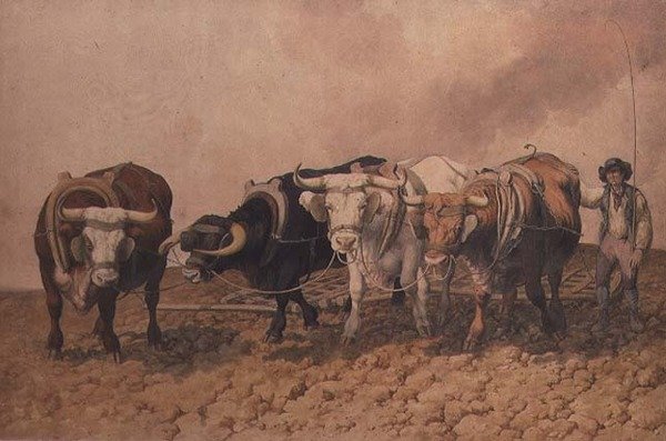 Aratura da Robert Hills