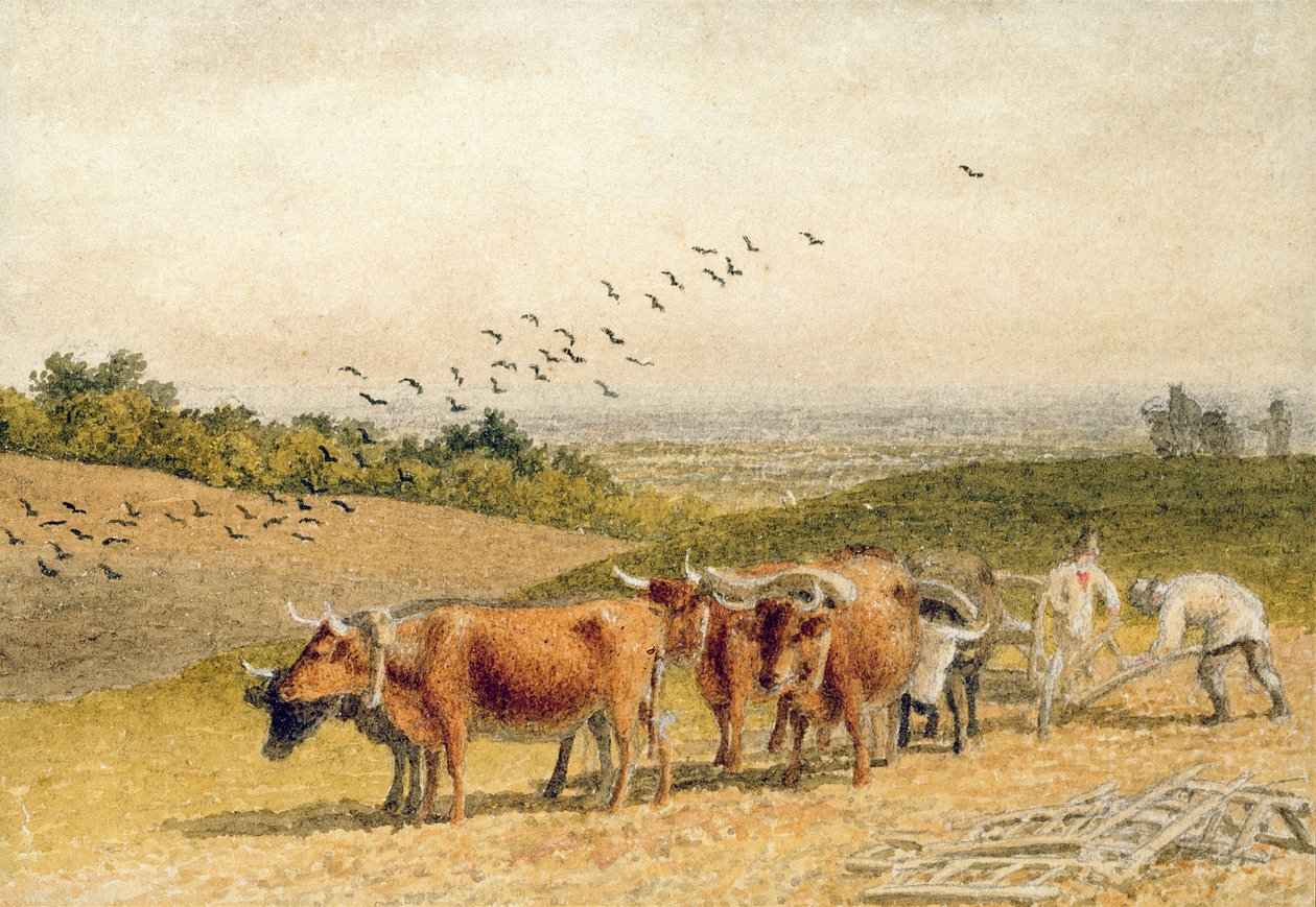 Buoi che arano un campo di Downland da Robert Hills