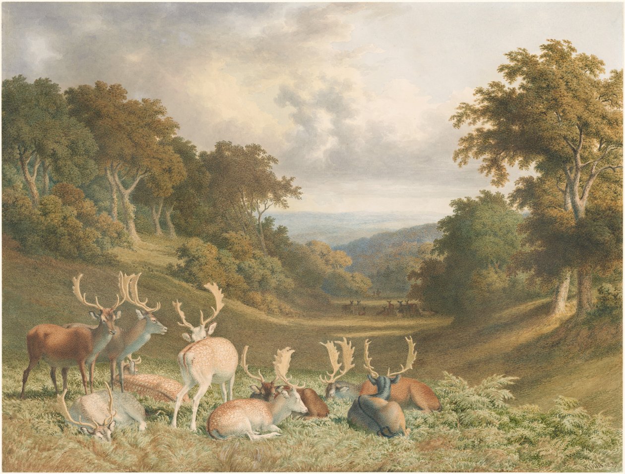 Cervi maschi a Knole Park, Kent da Robert Hills