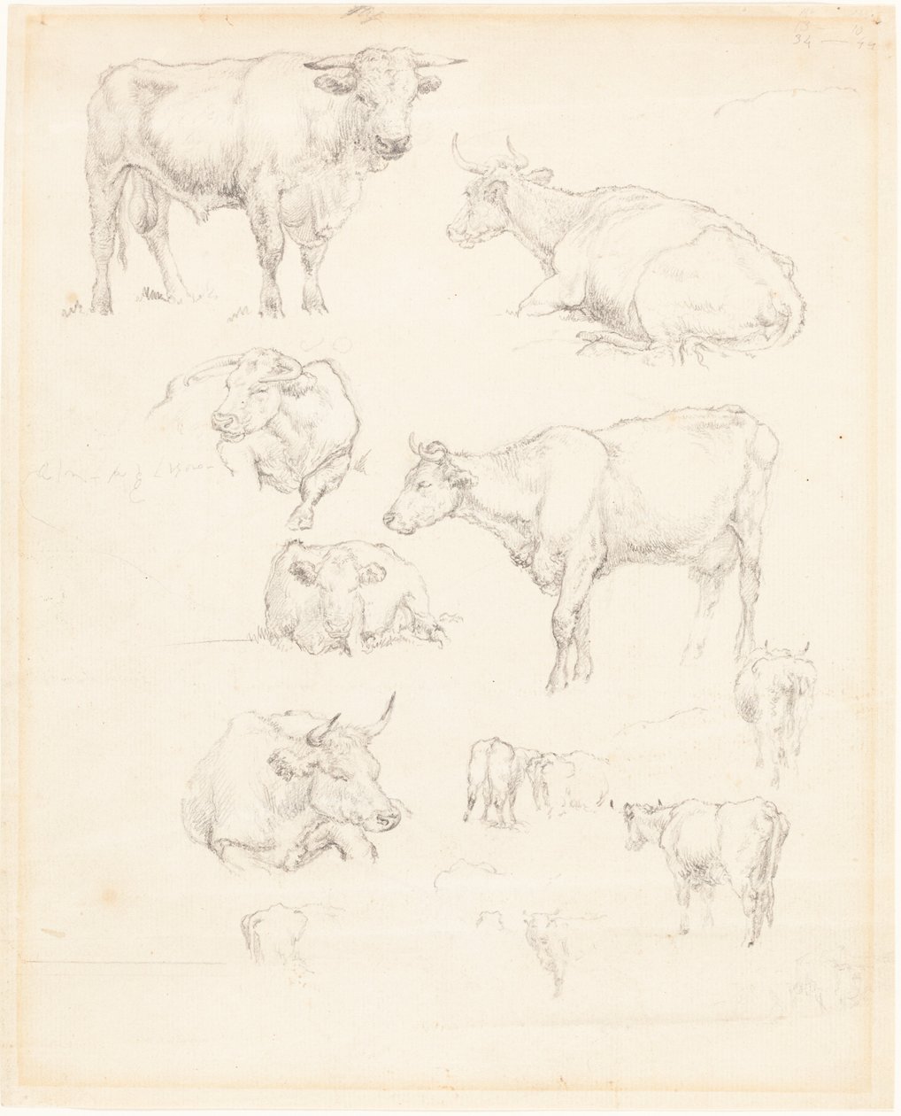 Studi di bovini da Robert Hills
