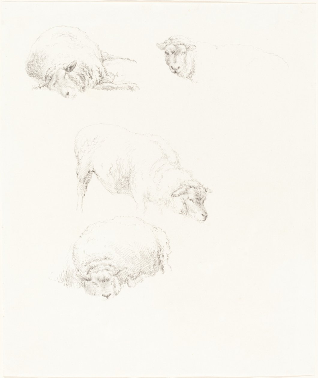 Studi di pecore da Robert Hills
