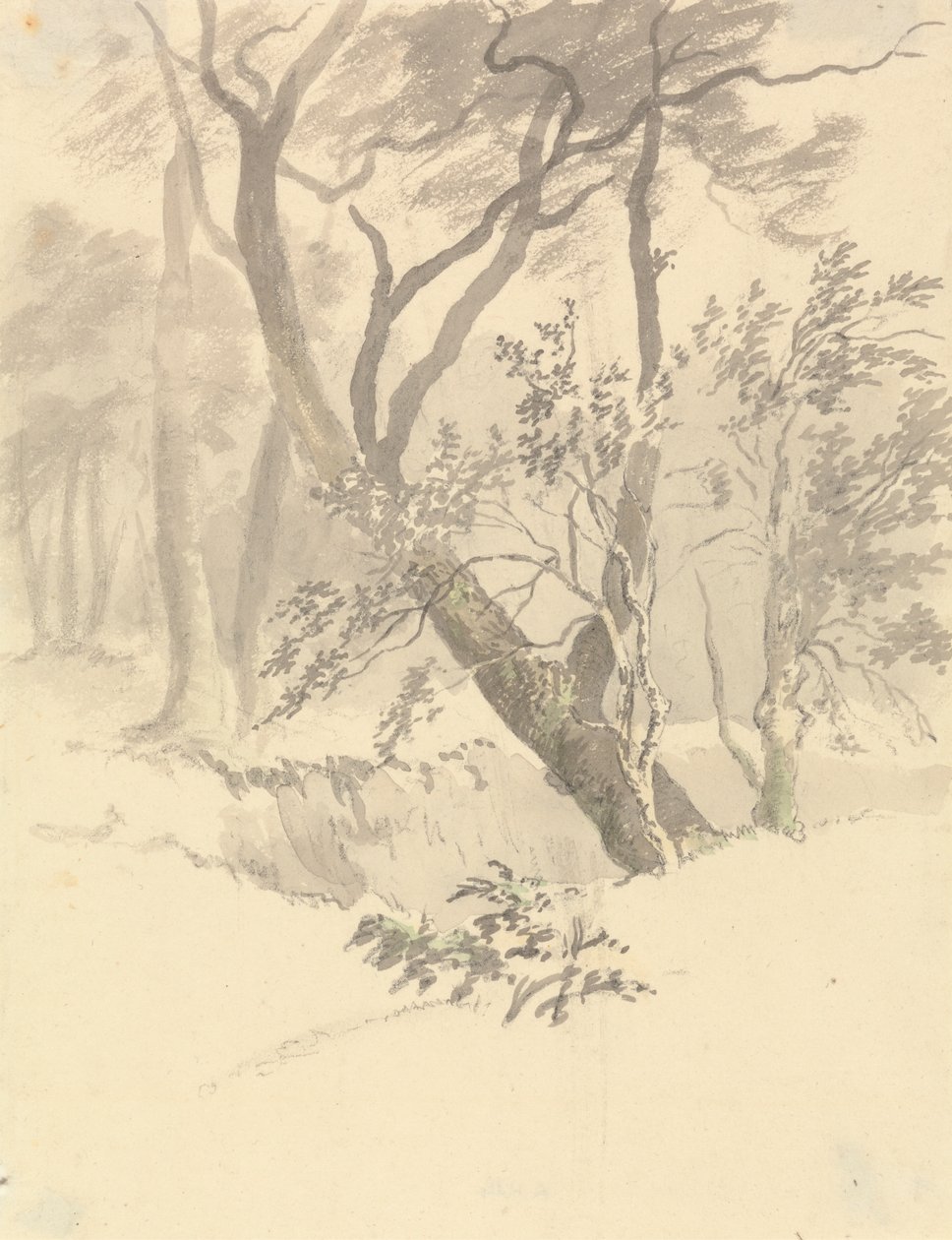 Il Bosco da Robert Hills