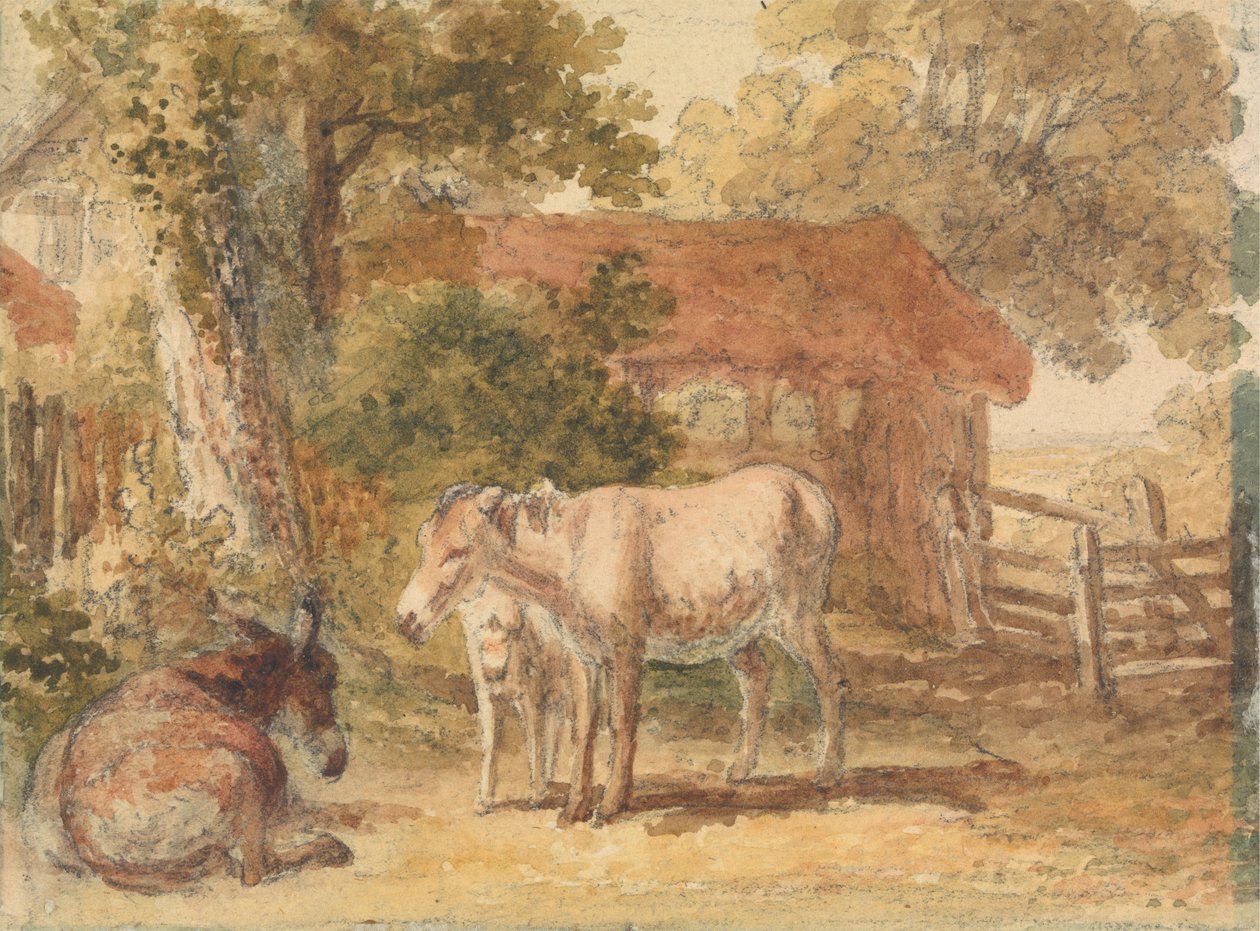 Tre asini da Robert Hills