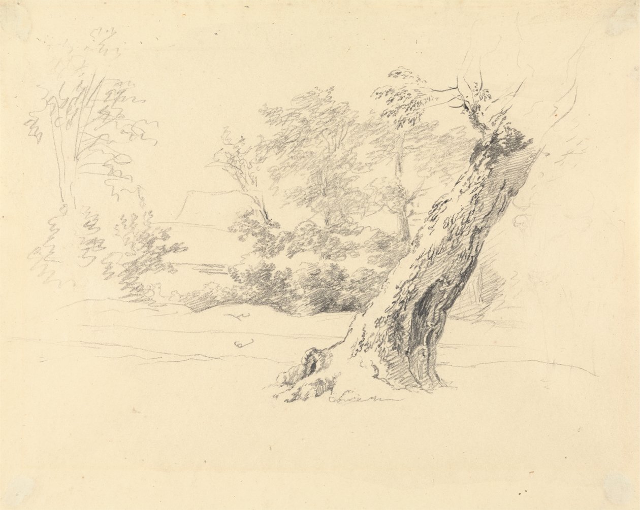 Studio di un albero da Robert Hills