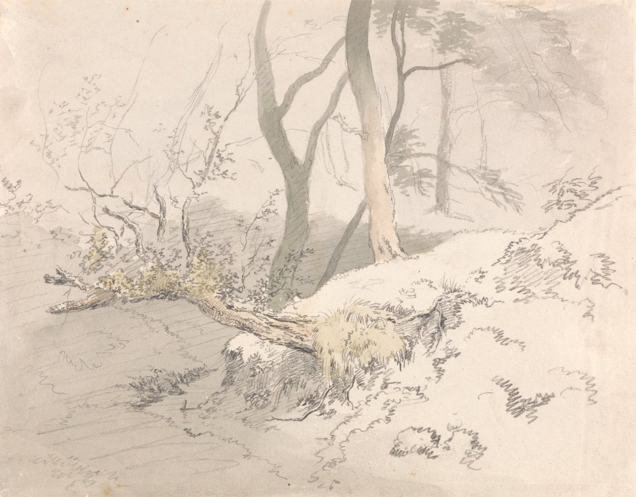 Ombra del Bosco da Robert Hills