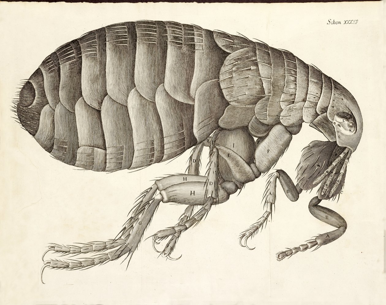 Sezione trasversale di una pulce da Micrographia, pub. 1665 da Robert Hooke