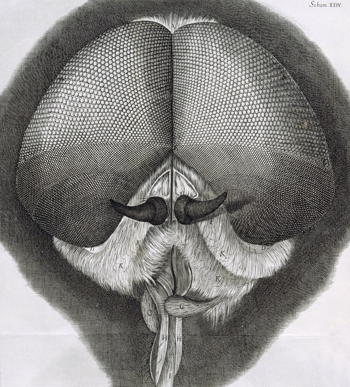 Mosca grigia, osservazione XXXIX da Micrographia di Hooke, 1664 da Robert Hooke