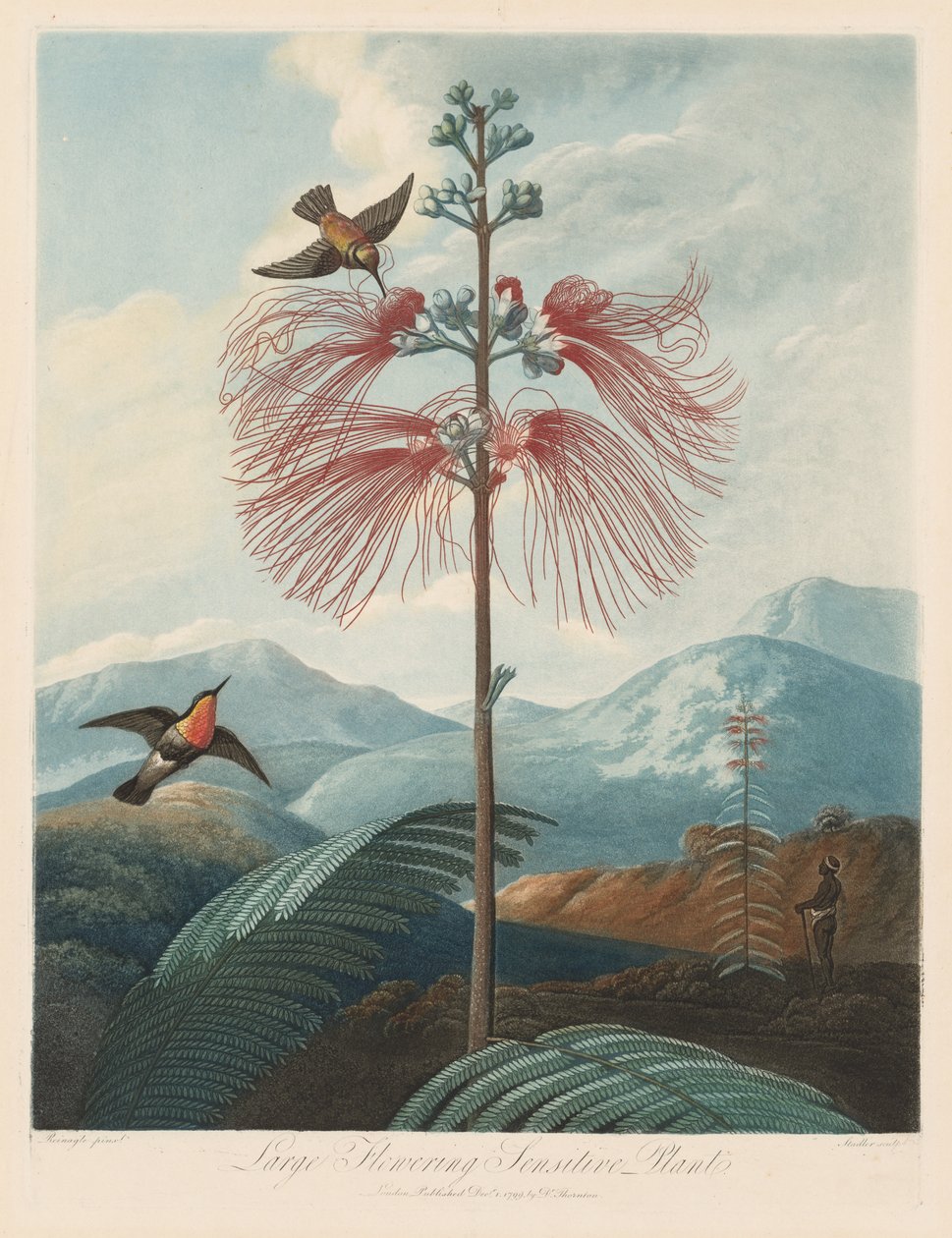 Il tempio della flora, o giardino della natura: Grande pianta sensitiva fiorita da Robert John Thornton