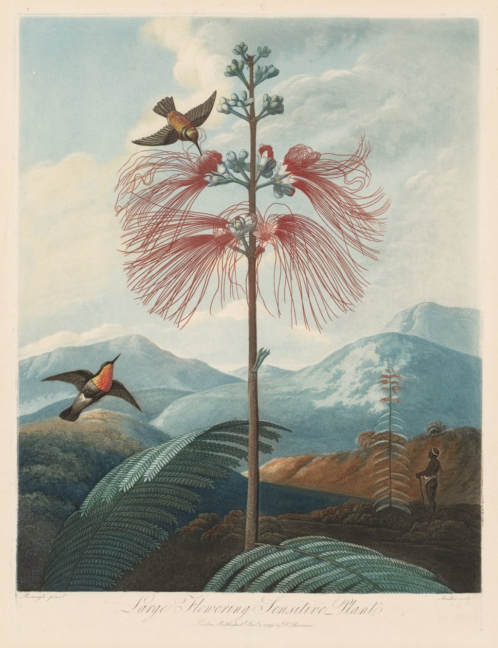 Il tempio di Flora, o Giardino della Natura: Grande pianta sensitiva fiorita, 1799-1807 da Robert John Thornton