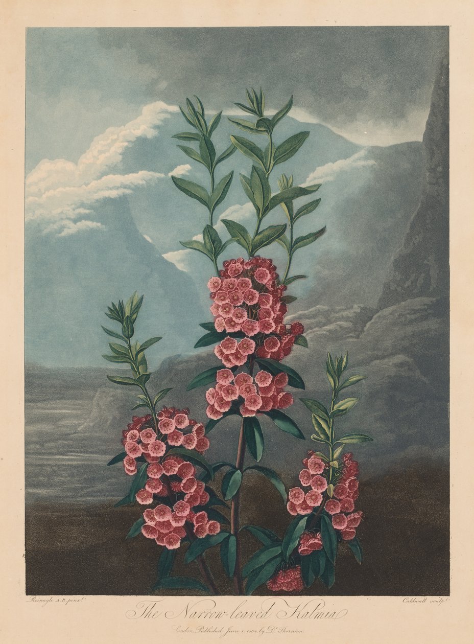 Il Tempio di Flora, o Giardino della Natura: Il Kalmia a foglia stretta, Alloro di montagna, 1804 da Robert John Thornton