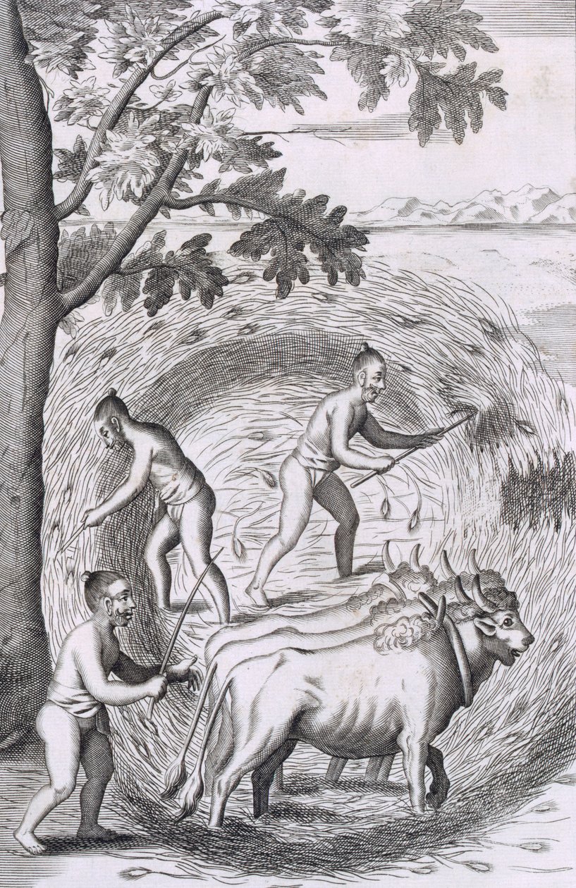 Il modo di pestare il riso, pub. 1681 da Robert Knox