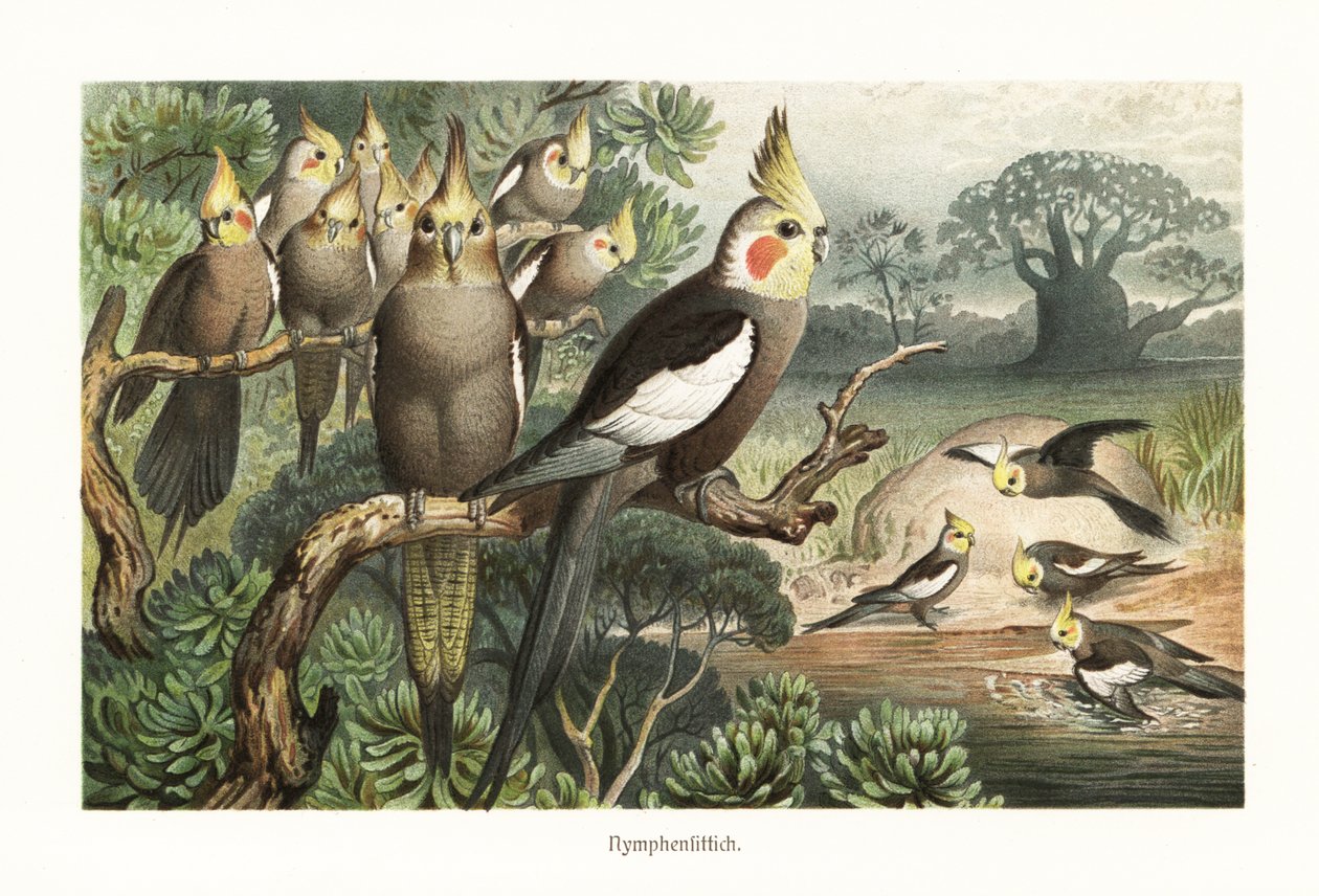 Stormo di calopsitte, Nymphicus hollandicus, presso una pozza d