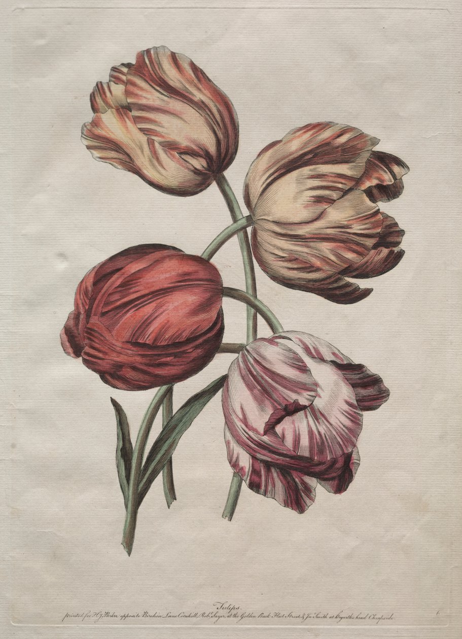 Otto bellissimi gruppi di fiori naturali in contorni di de la Cour: Tulipani da Robert Sayer