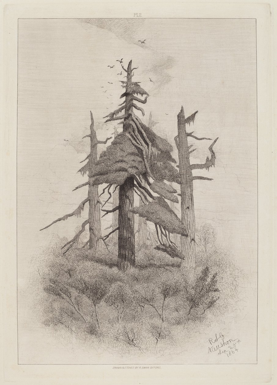 Vecchi alberi a Naushon Island [tavola 2] da Robert Swain Gifford