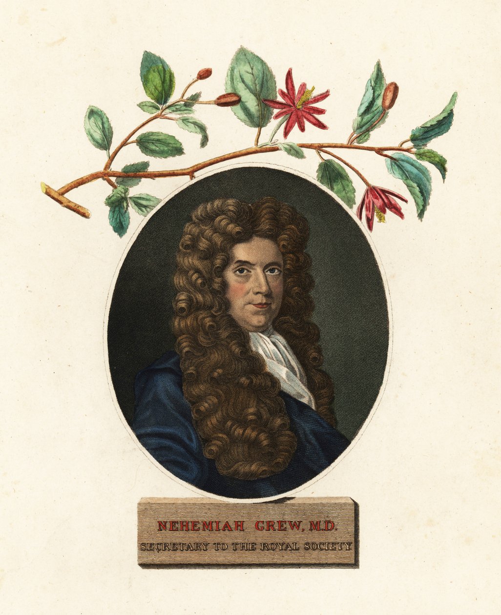 Ritratto di Nehemiah Grew, medico e botanico da Robert White