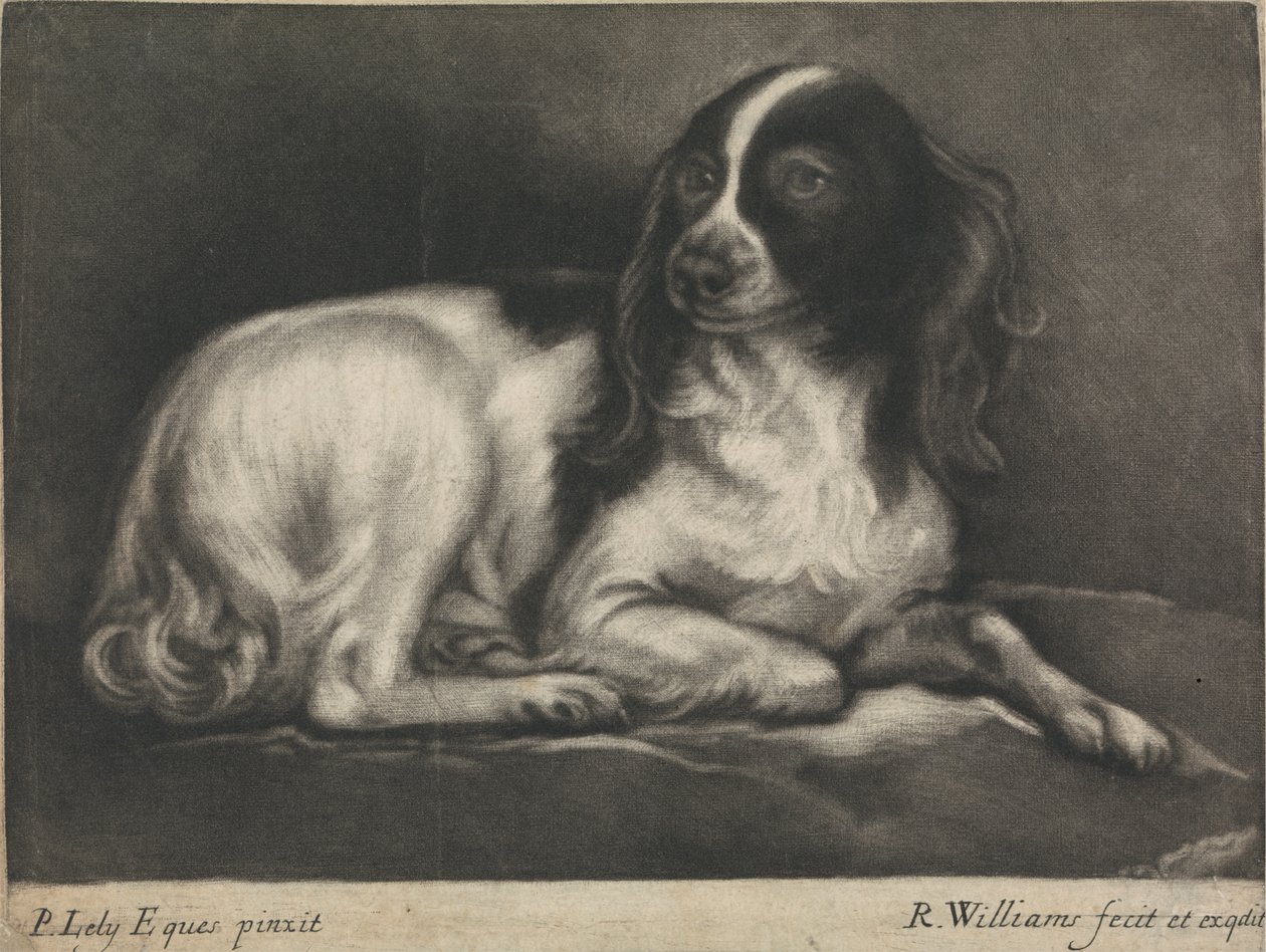 Uno Spaniel da Robert Williams