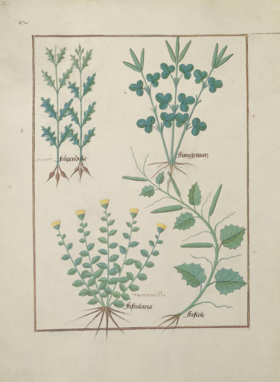 Ms Fr. Fv VI #1 fol.132v Righe superiori: Filipendula. Righe inferiori: Fistularia e Faseolus, illustrazione da Il libro delle semplici medicine, di Mattheaus Platearius (m. c.1161) c.1470 da Robinet Testard