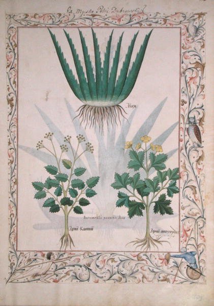 Ms Fr. Fv VI #1 fol.112 Aloe e Apio, illustrazione dal Libro delle Medicine Semplici di Matthaeus Platearius (d.c.1161) c.1470 da Robinet Testard